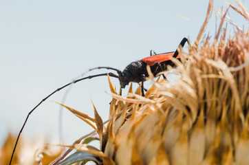 Red and black bug.
