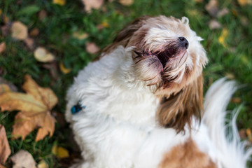 Cute Shitzu puppy in the park, autumn outdoors