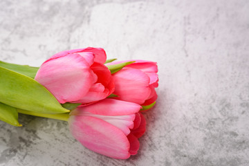 Tulips are bright, fresh, pink on a light gray background close-up.