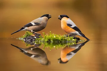  Pair of male and female eurasian bullfinch, pyrrhula pyrrhula, sitting just above water level with their reflection mirrored on surface. Two cute colorful passerine birds drinking from pond. © WildMedia