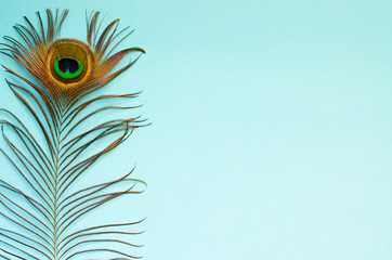 Peacock feather on a pale blue background