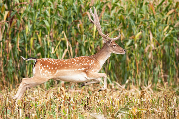 Fallow deer, dama dama, stag with growing antlers covered in velvet running on green stubble corn...