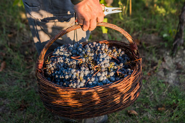 Man holding basket of harvested Sangiovese wine grapes