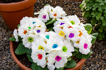 White primrose flowers in a pot.