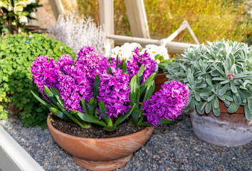 Hyacinth flowers in pot.