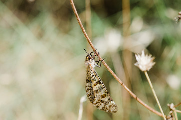butterfly on a flower