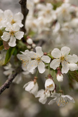 Obraz premium White Spring flowers