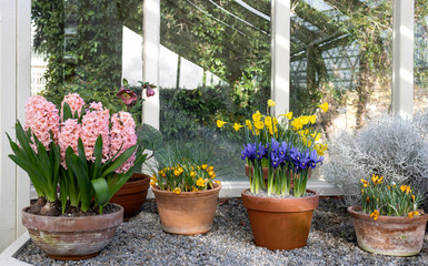 Spring flowers in pots in greenhouses.