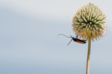 thistle on a blue background