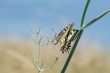 butterfly on a green grass