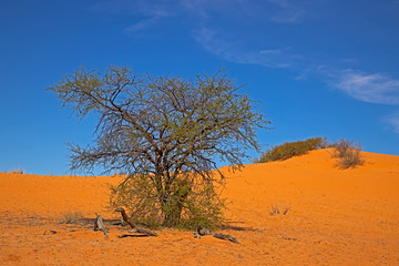 Acacia tree growing on dune in Kalahari