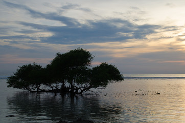 Fototapeta na wymiar Tree silhouette on sunset background