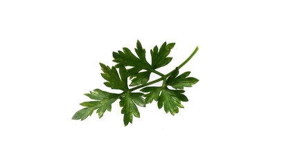 parsley isolated on white background