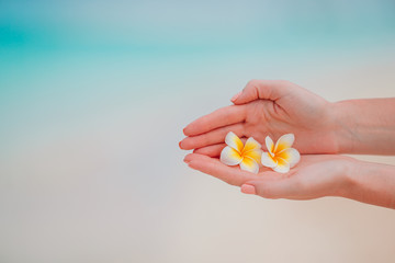 Beautiful frangipani flowers in hands background turquoise sea on white beach