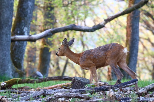 Reh im Wald 