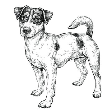 Hand drawn sketch of cute funny Jack Russell Terrier. Vector Illustration