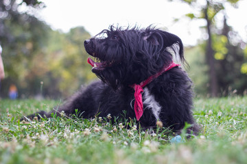 Funny little dog with tongue out