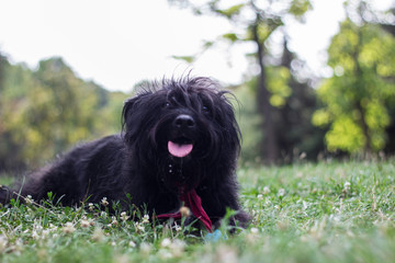 Funny little dog with tongue out