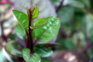 green leaves of a tree