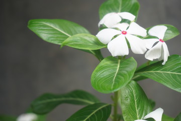 rosy periwinkle lily in the garden