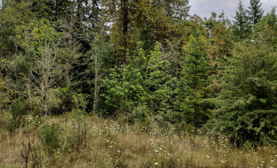 Fototapeta na wymiar Dazzling Deschutes Falls Park with green bushes and pretty trees in Thurston County Yelm Washington State