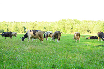 cows graze in the meadow on a summer day