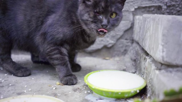 Black Cat drinks milk from a bowl, a cat with one eye