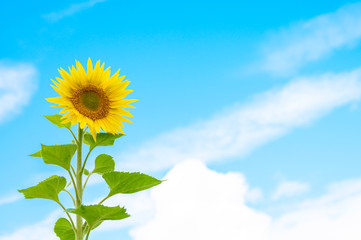 sunflower on blue sky background with clouds. space for text