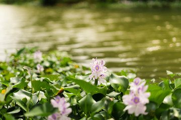 Water hyacinth flowers in the river.