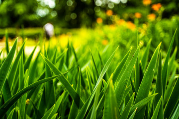 Green Grass in a garden