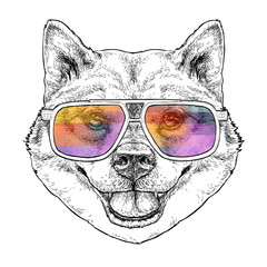 Shiba Inu Dog with aviator sunglasses hand drawn vintage style sketch. Cute funny puppy. Vector Illustration