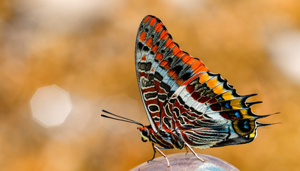 Colourful butterfly under the sun.