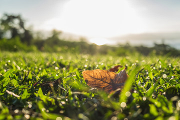 leaf on the grass