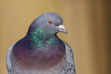Close up of a wild pigeon / rock dove (Columba livia).  Taken at my local park in Cardiff, South Wales, UK