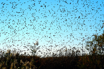 Thousand of birds have covered the blue sky.