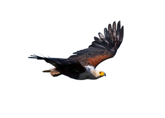 fish eagle beautifully flying on isolated white background