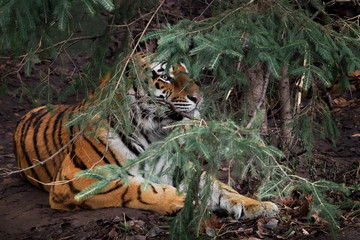 predator in the forest lies. Amur tiger , Siberian tiger - a powerful and rare predator hiding in the thickets of spruce, close-up.