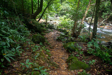 Forest green fertile areas in the forest area