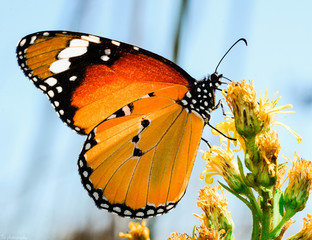 butterfly on a flower. Mediterranean butterfly under the sun.