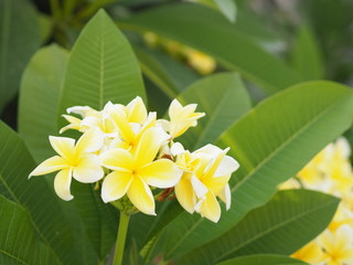 Frangipani, Plumeria, Temple, Graveyard Tree yellow flower on blurred of nature background