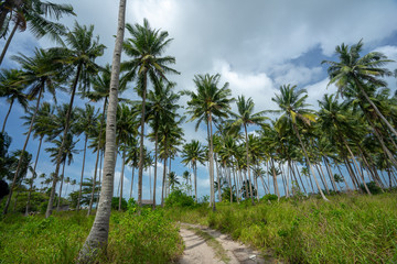 Obraz premium palm trees on the beach