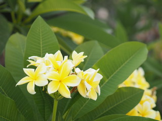 Frangipani, Plumeria, Temple, Graveyard Tree yellow flower on blurred of nature background