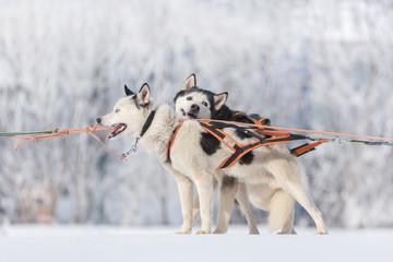 Siberian huskies and malamuts participating in the dog sled racing contest, Tusnad, Romania