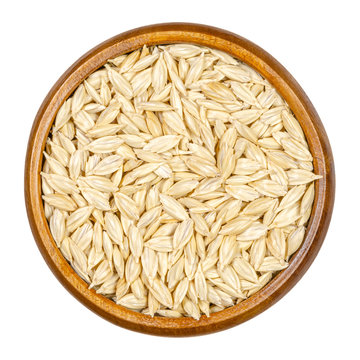 Spelt grains, seeds with outer husk in wooden bowl. Dinkel or hulled wheat, Triticum dicoccum. Cereal grain. European relict crop, used as health food. Macro food photo close up from above over white.