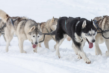 A pack of siberian huskies and malamuts participating in the dog sled racing contest, Tusnad, Romania
