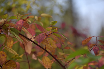 autumn leaves on the bush