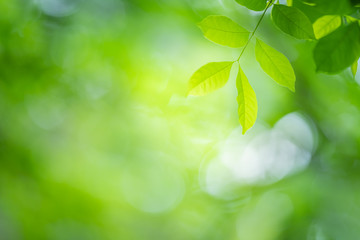 Fototapeta na wymiar Green leaf for nature on blurred background with beautiful bokeh and copy space for text.