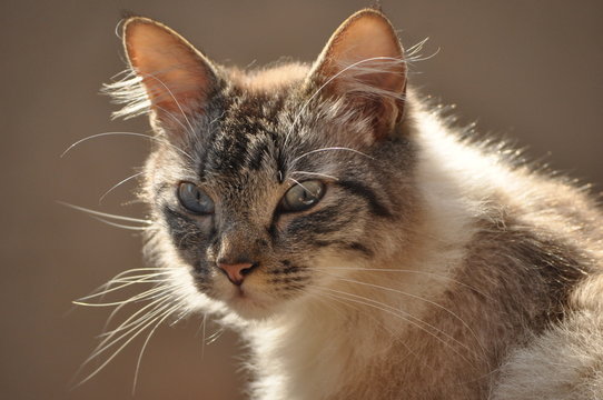 cute cat face in macro photo
