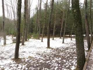 BOSQUE CON NIEVE
