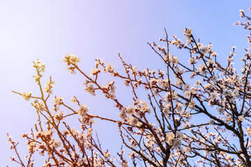 Beautiful tender cherry tree blossom in morning purple sun light, floral background, spring blooming flowers